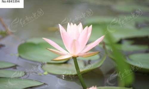 玫瑰蔓越莓图片-玫瑰蔓越莓茶的功效是什么,中国玫瑰蔓越莓茶的功效网站