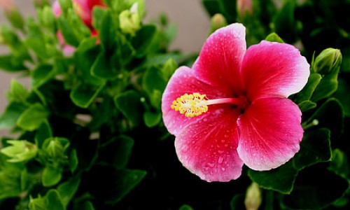蔓越莓跟玫瑰花一起泡水喝的功效-玫瑰蔓越莓图片-玫瑰蔓越莓茶的功效是什么,中国玫瑰蔓越莓茶的功效网站
