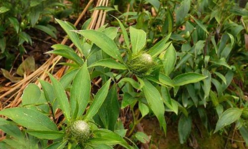 玫瑰蔓越莓图片-玫瑰蔓越莓茶的功效是什么,中国玫瑰蔓越莓茶的功效网站